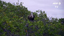 La idílica guardería de tiburones martillo en Galápagos