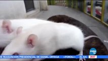 Ratas invaden Francia - Rats in France