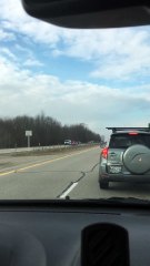 Highway Cow Sighting