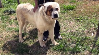 Питомник собак Сайед. Республика Таджикистан