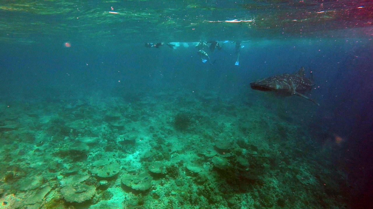 Snorkelling With Whale Shark In Maldives