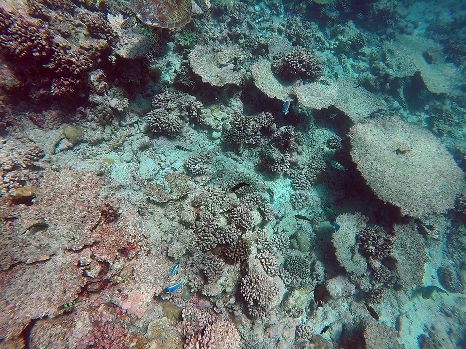 Snorkelling with green turtle in maldives