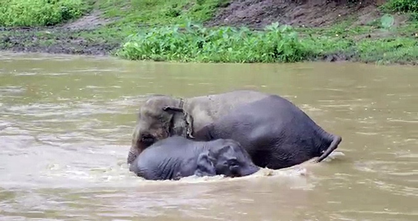 An elephant tried to rescued a baby who was separated during bath time