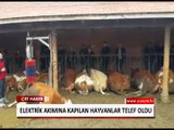 Elektrik Akımına Kapılan Hayvanlar Telef Oldu