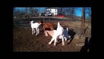 Happy Baby Goats