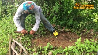 Amazing Quick Rabbit Trap Near Mountain - How To Make Rabbit Trap To Catch Rabbit in Cambodia