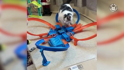 Best Pets of the Week Video Compilation| January 2018 Week 4