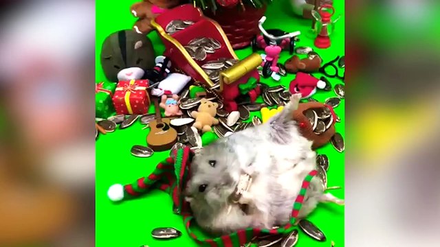 Holiday Pets Compilation | Merry Christmas from The Pet Collective