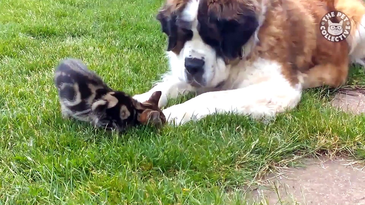 Breed All About It: St. Bernards