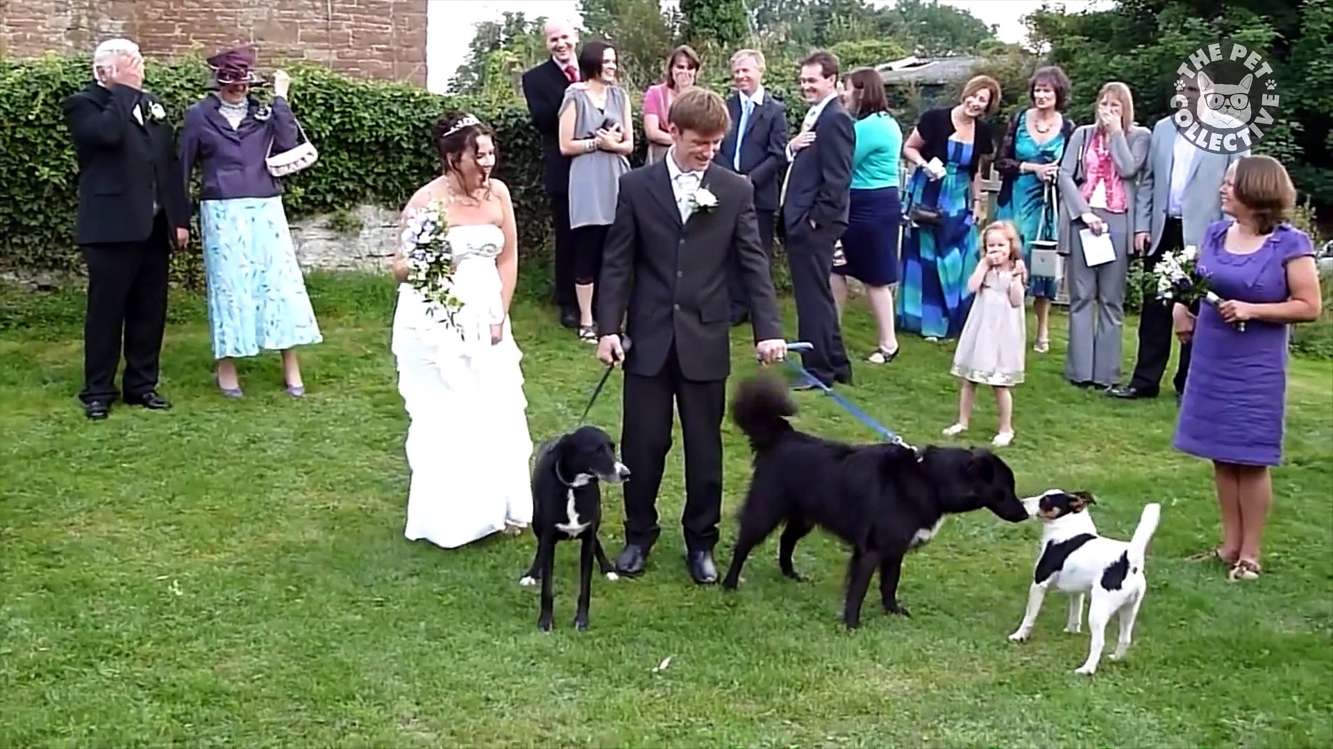 ⁣Wedding Pets | Funny Pets Video Compilation