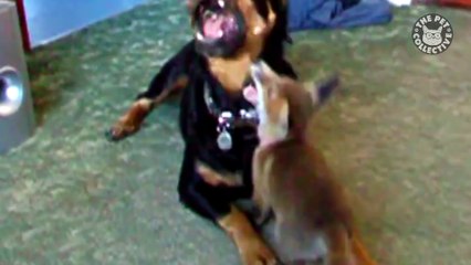 Rottweiler Dogs Video Compilation | Breed All About ItTPC_DU_012318_Rottweilers_SYN