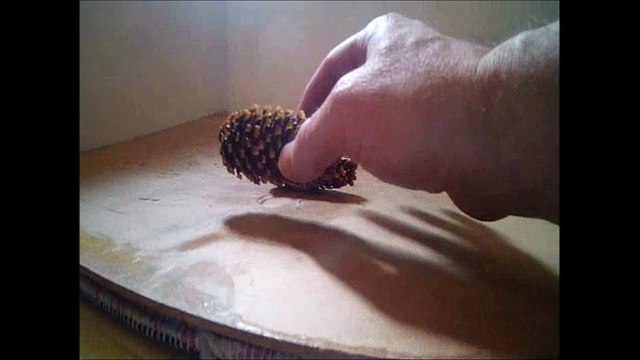 CRUSHED IT. PINE TREE , PINE CONES. VICTOR PIZZEY FELECIA187, FROM RED DEER ALBERTA CANADA, CRUSHING IT RIGHT. I AM CANADIAN.