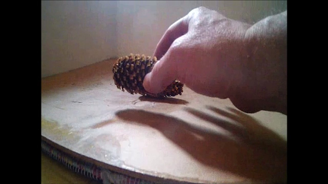 CRUSHED IT. PINE TREE , PINE CONES. VICTOR PIZZEY FELECIA187, FROM RED DEER ALBERTA CANADA, CRUSHING IT RIGHT. I AM CANADIAN.