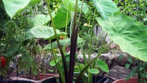 Growing 3 Taro Varieties   Recipe