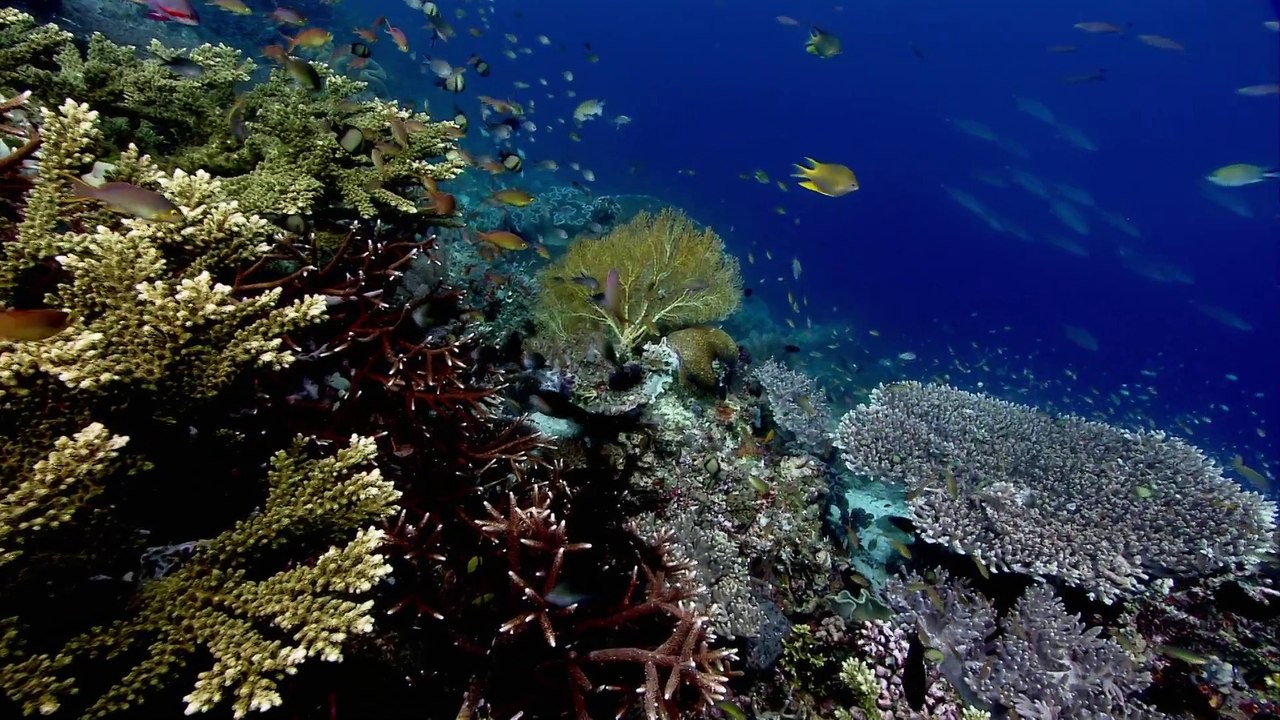 South Pacific 2of6 Castaways