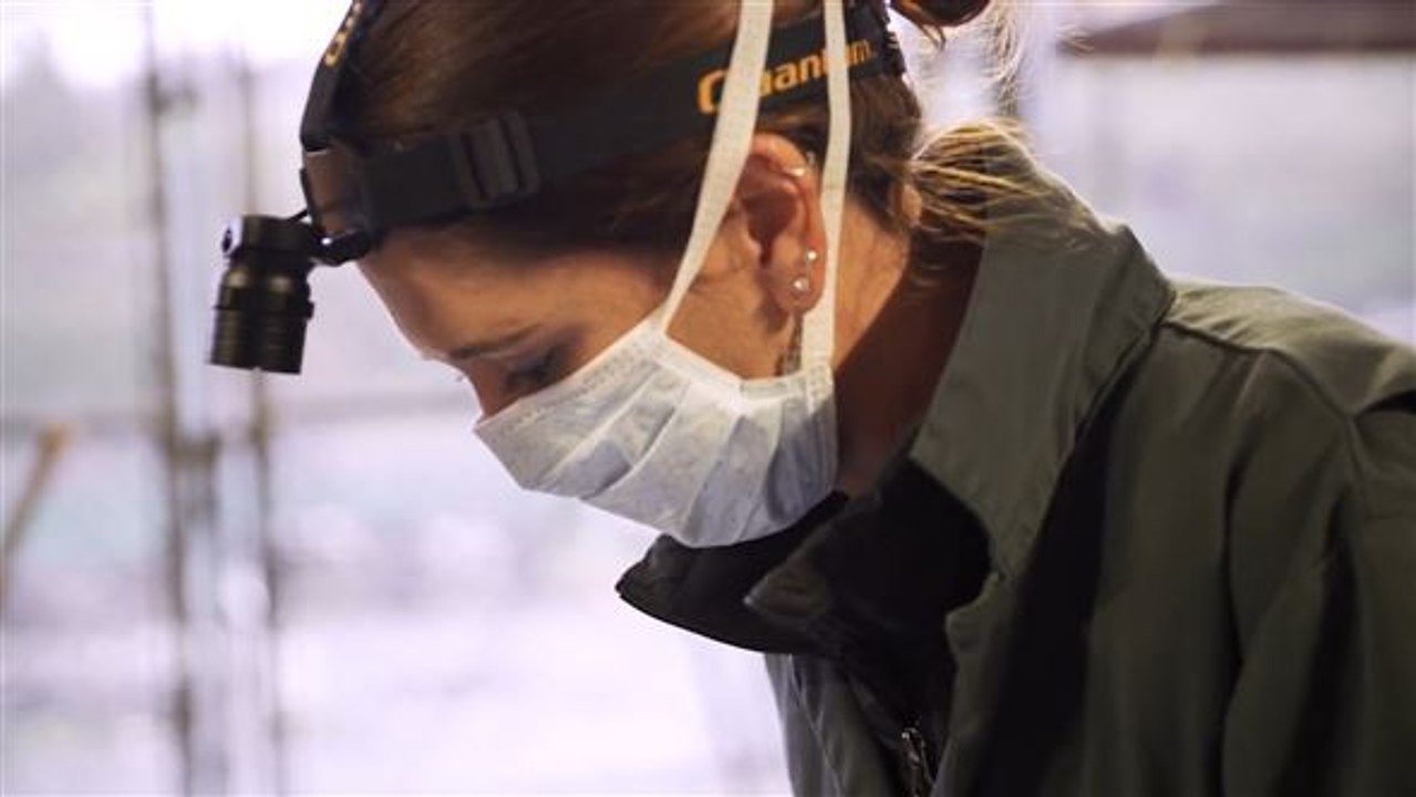 Innovatives pflaster: tierärztin rettet bären mit fisch