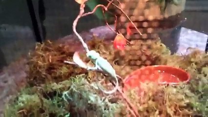 Funniest Lizard & Reptile Blooper & Reaction Videos of 2017 Weekly Compilation | Funny Pet