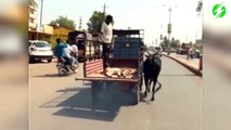 Cette vache suit la charrette qui transporte son petit malade... Tellement émouvant