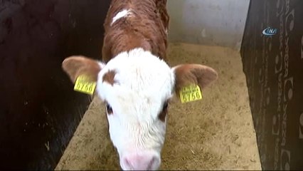 Kırmızı Ette İthalatın Önüne Embriyo Transferi ile Geçilecek