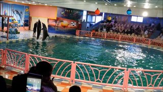 Amazing Dolphin & Sea Lion Show - Kingdome of Saudi Arabia