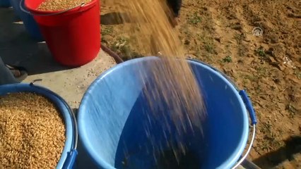 Gazze sınır şeridinde 12 yıl aradan sonra ekim - GAZZE