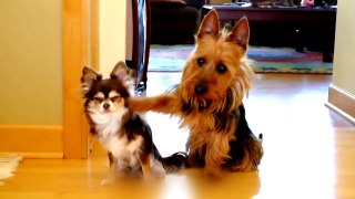 Cute dogs acting guilty - Funny guilty dogs compilation 2018 - Dogs 2018