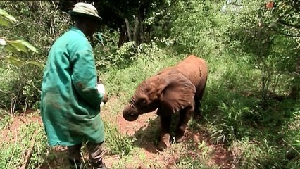 Elephant Diaries 2005 2of5