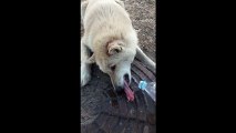 Un chien avec la langue collée à une plaque d'égout gelée