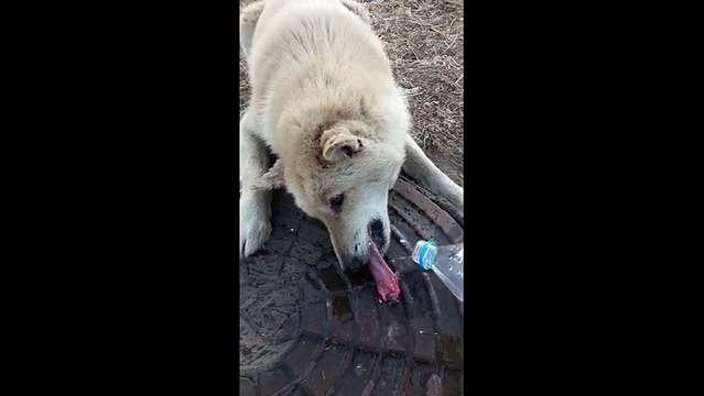 Un chien avec la langue collée à une plaque d'égout gelée