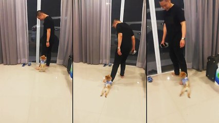 Un chien très attaché à son nouvel ami