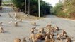 Horde of hungry monkeys invade road in Thailand