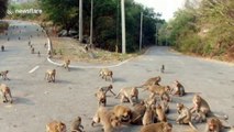Horde of hungry monkeys invade road in Thailand