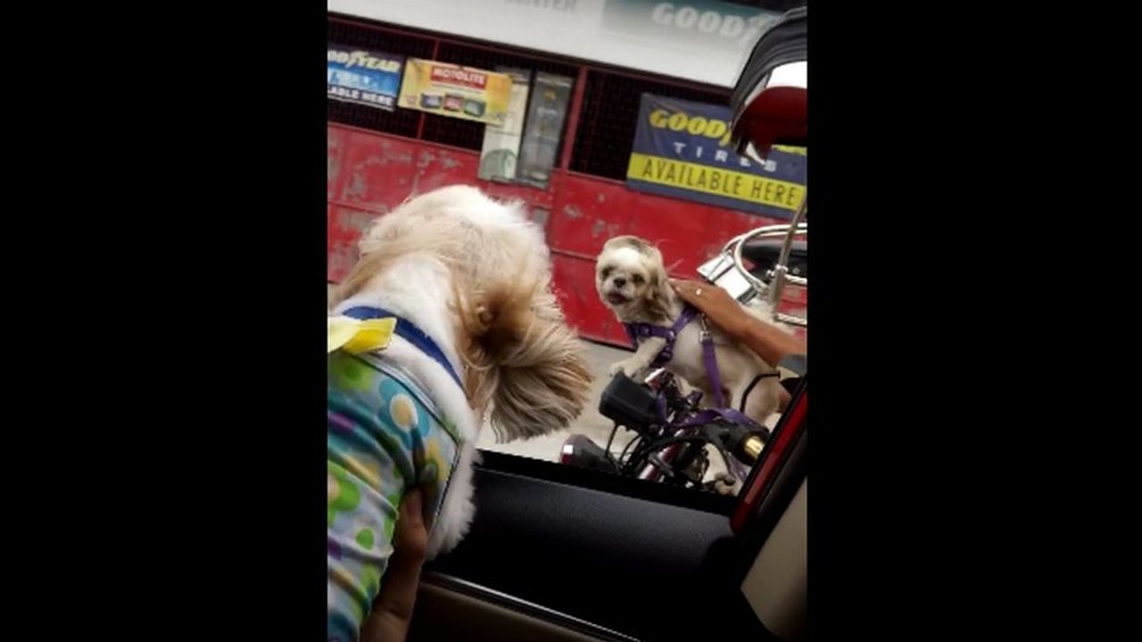 Road rage entre deux chiens