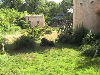 Zoo Amnéville-Gorilles (2)