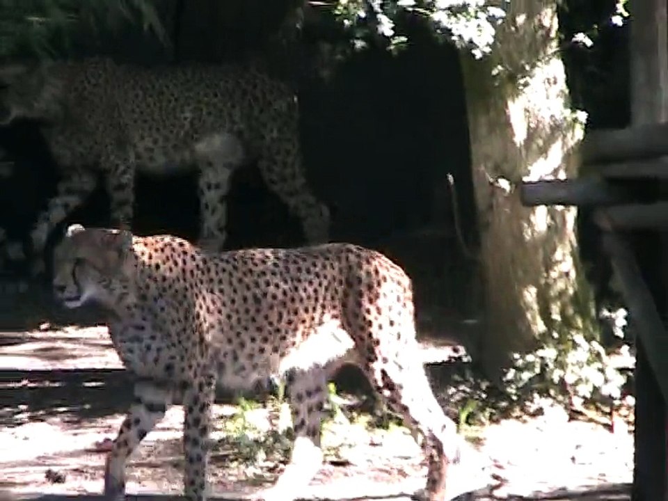 Zoo Amnéville-Guépards (1)
