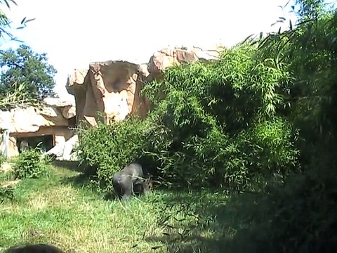 Zoo Amnéville-Gorilles (1)