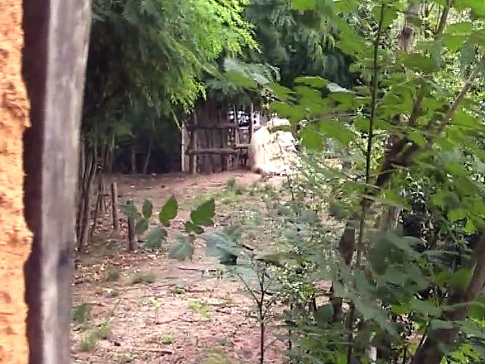 Zoo Amnéville-Lions (2)