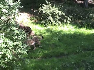 Zoo Amnéville-Guépards (3)