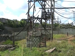 Zoo Amnéville-Orangs-Outangs (3)