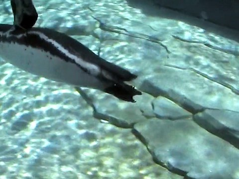 Zoo Amnéville-Manchots de Humboldt (1)