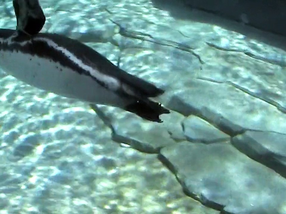 Zoo Amnéville-Manchots de Humboldt (1)