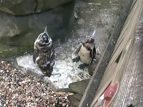 Zoo Amnéville-Manchots de Humboldt (4)