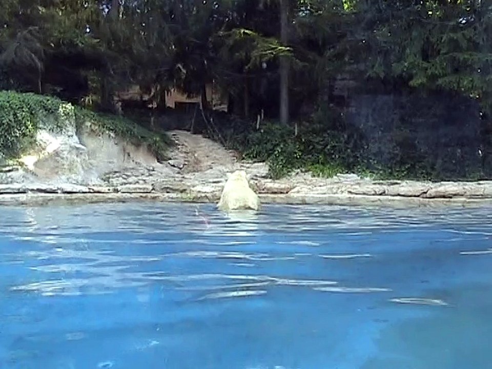 Zoo Amnéville-Ours polaire (3)