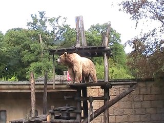 Zoo Amnéville-Ours brun (3)