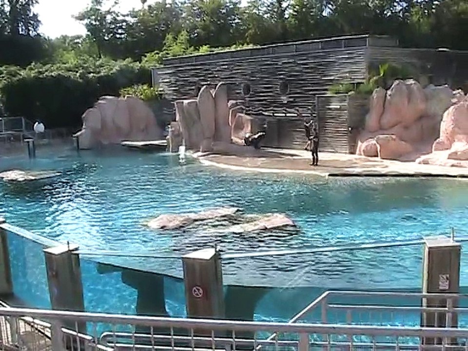 Zoo Amnéville-Otaries (3)