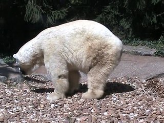 Zoo Amnéville-Ours polaire (2)