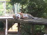 Zoo Amnéville-Tigre (1)