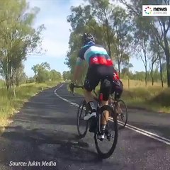 Une cycliste renversée par... un kangourou !