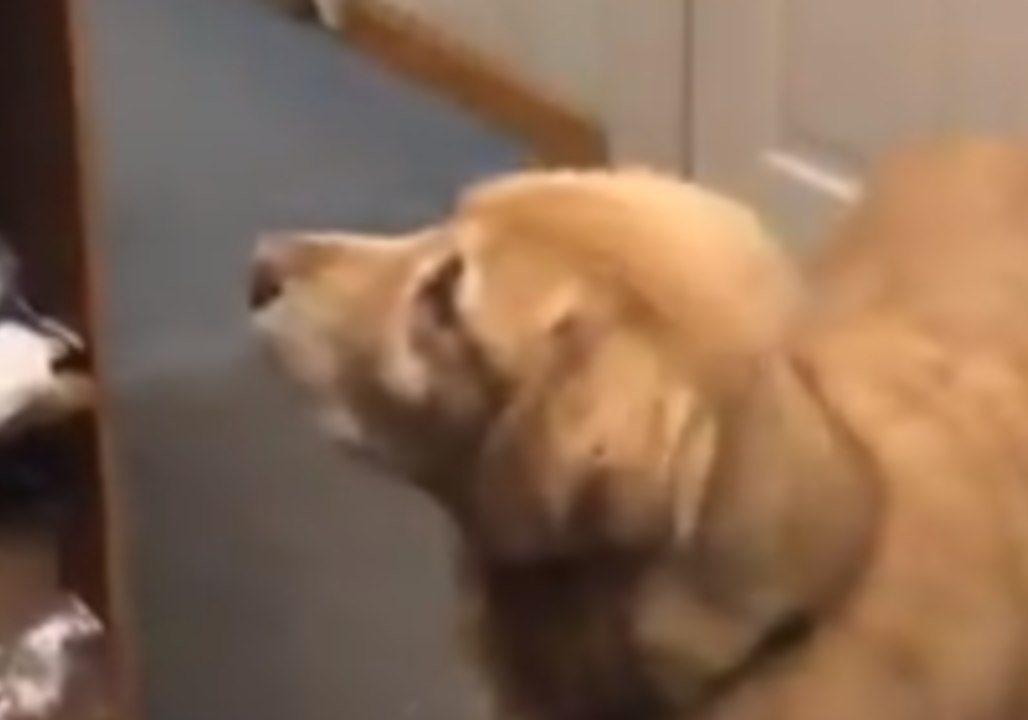 Dog Takes TV Break at Work to Watch Fellow Pooches at Patriots Send-Off Rally