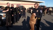 Ces policiers rendent hommage à leur chien en phase terminale du cancer... Emouvant